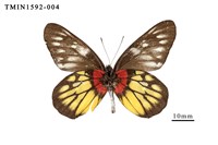 Accession Number:TMIN1592-004 Collection Image, Figure 3, Total 4 Figures